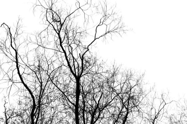 Silhouettes of a black tree without leaves on a white background, negative photos of tree branches