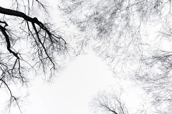 Silhouetten Eines Schwarzen Baumes Ohne Blätter Auf Weißem Hintergrund Negativfotos — Stockfoto