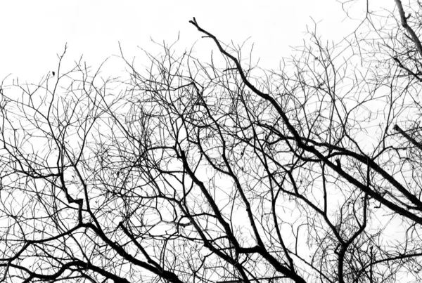 Silhouettes of a black tree without leaves on a white background, negative photos of tree branches