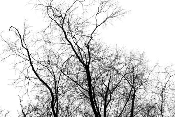 Silhouettes Black Tree Leaves White Background Negative Photos Tree Branches — Stock Photo, Image