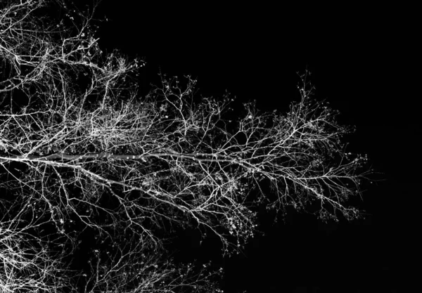 Силуэты Белого Дерева Листьев Черном Фоне Негативное Фото Ветвей Деревьев — стоковое фото