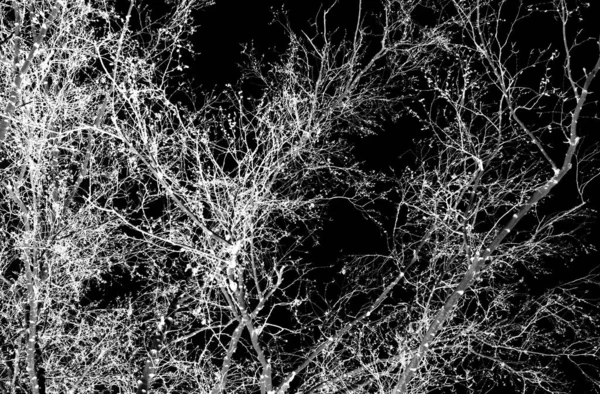 Silhuetas Uma Árvore Branca Sem Folhas Fundo Preto Foto Negativa — Fotografia de Stock