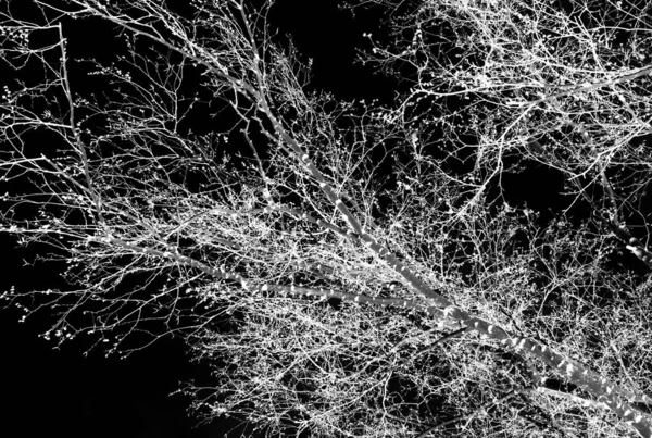 Silhuetas Uma Árvore Branca Sem Folhas Fundo Preto Foto Negativa — Fotografia de Stock