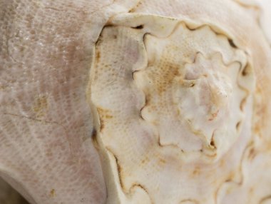 Yakın plan beyaz deniz kabuğu dalgalı dokusu. deniz kabuğu yüzey arkaplanı