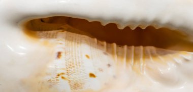 Yakın plan beyaz deniz kabuğu dalgalı dokusu. deniz kabuğu yüzey arkaplanı