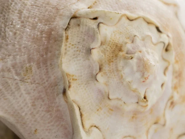 Yakın plan beyaz deniz kabuğu dalgalı dokusu. deniz kabuğu yüzey arkaplanı