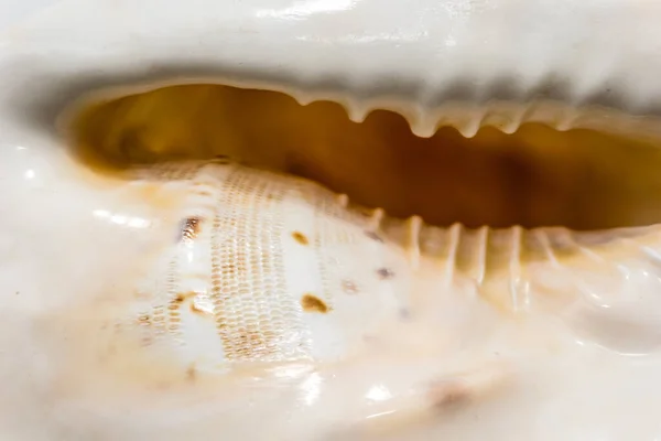 조가비 웨이브 질감을 클로즈업 합니다 조개껍데기 표면의 — 스톡 사진