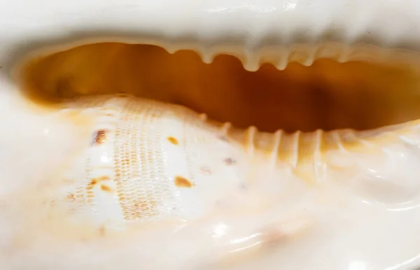 조가비 웨이브 질감을 클로즈업 합니다 조개껍데기 표면의 — 스톡 사진