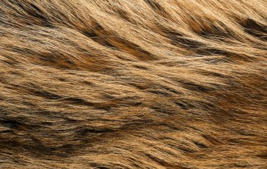 Doğal hayvan kürkü arkaplan dokusu. kahverengi yün yakın çekim