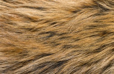 Doğal hayvan kürkü arkaplan dokusu. kahverengi yün yakın çekim