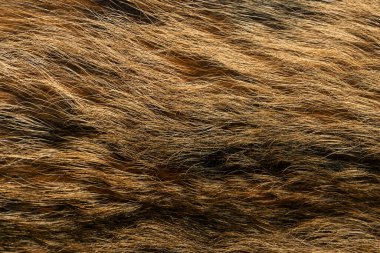 Doğal hayvan kürkü arkaplan dokusu. kahverengi yün yakın çekim