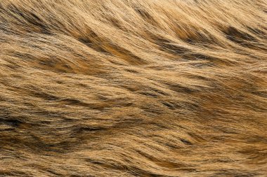 Doğal hayvan kürkü arkaplan dokusu. kahverengi yün yakın çekim