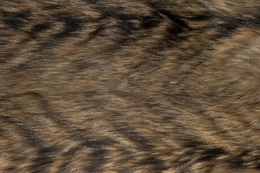 Doğal hayvan kürkü arkaplan dokusu. kahverengi yün yakın çekim