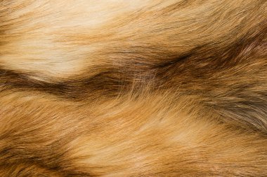 Doğal hayvan kürkü arkaplan dokusu. Sarı tilki yünü yakın plan.