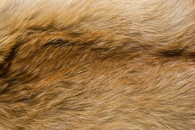 Doğal hayvan kürkü arkaplan dokusu. Sarı tilki yünü yakın plan.