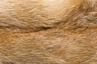 Doğal hayvan kürkü arkaplan dokusu. Sarı tilki yünü yakın plan.
