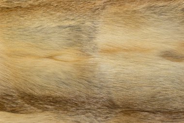 Doğal hayvan kürkü arkaplan dokusu. Sarı tilki yünü yakın plan.