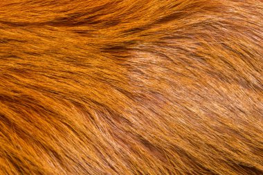 Doğal hayvan kürkü arkaplan dokusu. Sarı tilki yünü yakın plan.