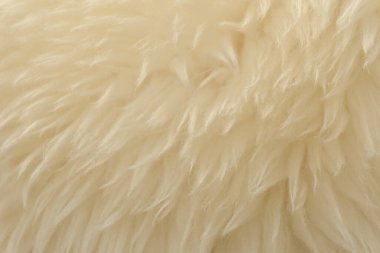 Beyaz hayvan yünü dokusu. Bej renkli doğal yün. Yumuşak tüylü kürkün yakın çekim dokusu