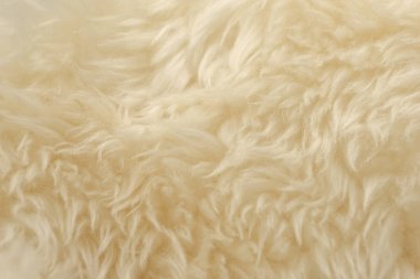 Beyaz hayvan yünü dokusu. Bej renkli doğal yün. Yumuşak tüylü kürkün yakın çekim dokusu