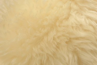 Beyaz hayvan yünü dokusu. Bej renkli doğal yün. Yumuşak tüylü kürkün yakın çekim dokusu