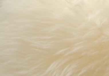 Beyaz hayvan yünü dokusu. Bej renkli doğal yün. Yumuşak tüylü kürkün yakın çekim dokusu