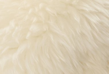 Beyaz hayvan yünü dokusu. Bej renkli doğal yün. Yumuşak tüylü kürkün yakın çekim dokusu