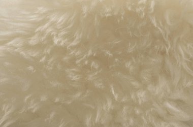 Beyaz hayvan yünü dokusu. Bej renkli doğal yün. Yumuşak tüylü kürkün yakın çekim dokusu