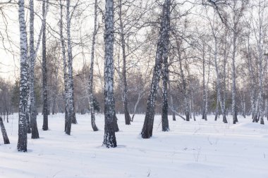 Kış ormanı, huş ağacı kış arka planı