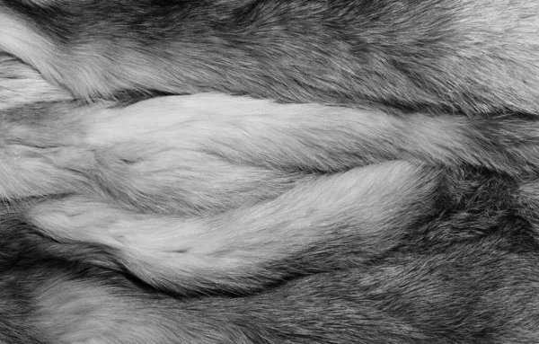 黒と白の動物のウールのテクスチャの背景 グレーの天然ウール 豪華なダークファーのクローズアップテクスチャ — ストック写真