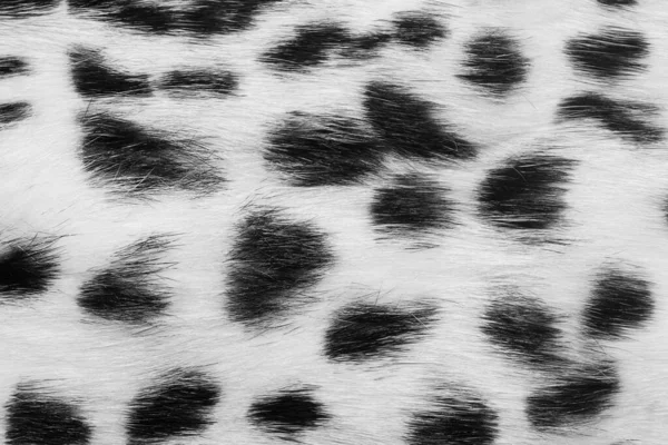 Černá Bílá Zvířecí Vlna Textura Pozadí Šedá Přírodní Vlna Zblízka — Stock fotografie