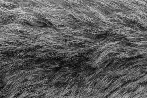 Black and white animal wool texture background, grey natural  wool, close-up texture of  plush dark fur