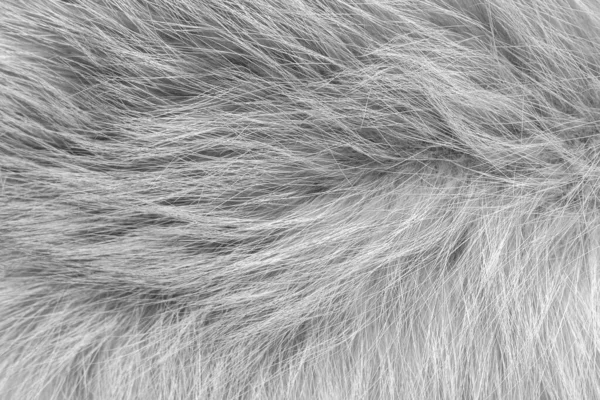 Черно Белая Шерсть Текстура Животного Фона Серая Натуральная Шерсть Крупным — стоковое фото