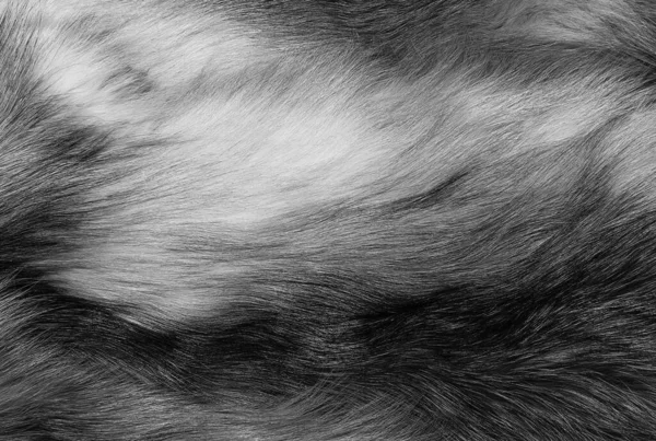 Černá Bílá Zvířecí Vlna Textura Pozadí Šedá Přírodní Vlna Zblízka — Stock fotografie