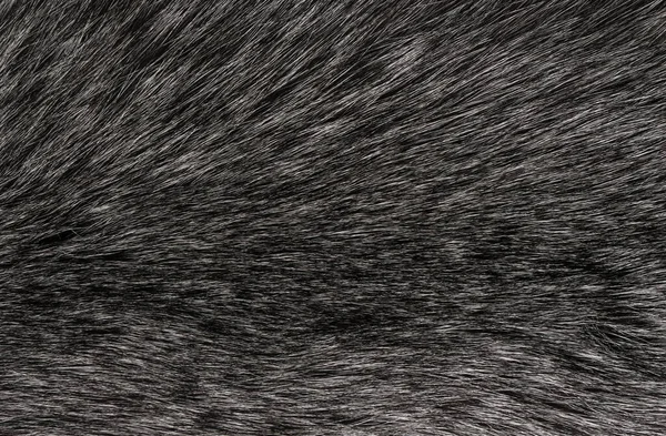 Fekete Fehér Állati Gyapjú Textúra Háttér Szürke Természetes Gyapjú Közelkép — Stock Fotó