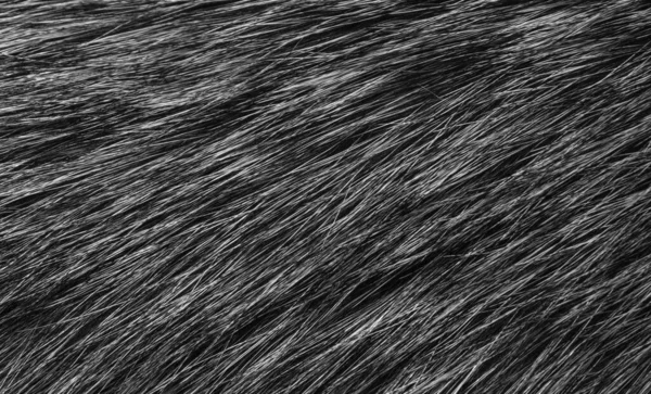 Black and white animal wool texture background, grey natural  wool, close-up texture of  plush dark fur