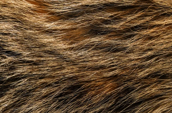 Natural animal fur background texture. brown wool close-up