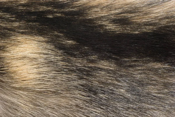 Textura Fundo Pele Animal Natural Marrom Close — Fotografia de Stock