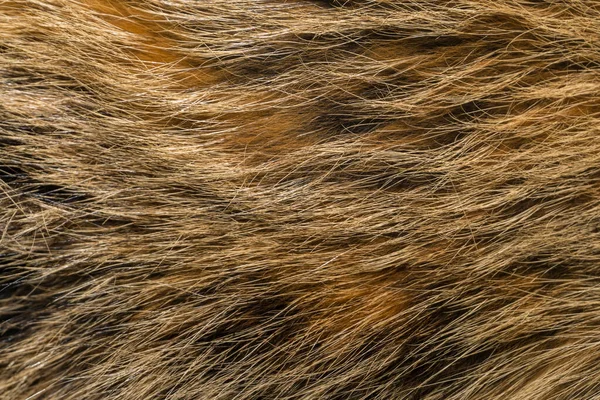 Natural Animal Fur Background Texture Brown Wool Close — Stock Photo, Image