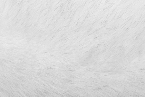 Натуральная текстура меха животных. белый арктический (белый) шерсть лиса крупным планом