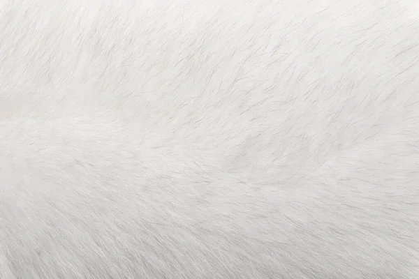 Textura Fondo Piel Animal Natural Blanco Ártico Polar Lana Zorro — Foto de Stock