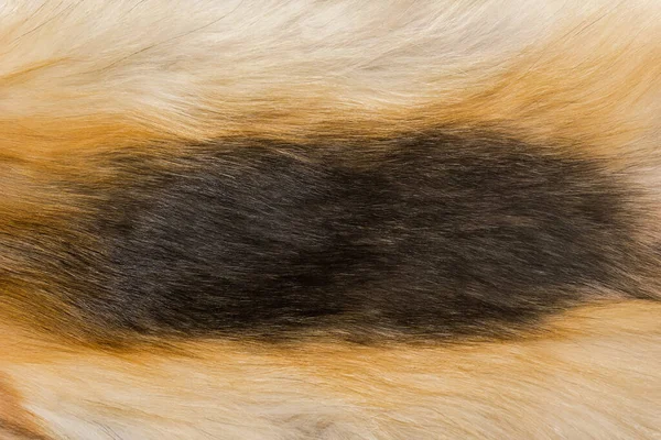 Doğal Hayvan Kürkü Arkaplan Dokusu Sarı Tilki Yünü Yakın Plan — Stok fotoğraf