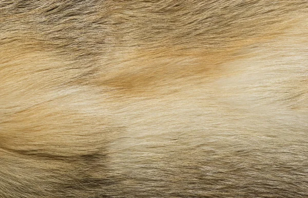 Pelo Animale Naturale Sfondo Texture Lana Volpe Gialla Primo Piano — Foto Stock