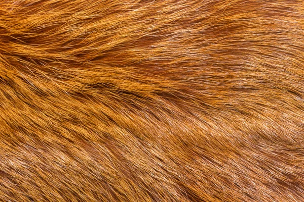 天然动物毛皮背景质感 黄狐羊毛特写 — 图库照片