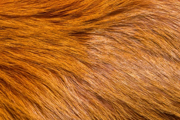 Természetes Állati Szőrme Háttér Textúra Sárga Róka Gyapjú Közelkép — Stock Fotó