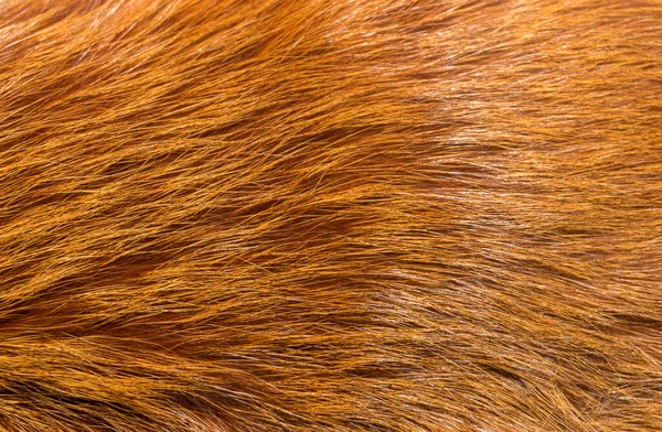 天然の動物性毛皮の背景テクスチャ 黄色のキツネの毛糸を閉じる — ストック写真