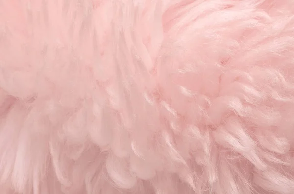 Pink animal wool texture background. Rosy tint natural wool. Close-up texture of  plush fluffy fur