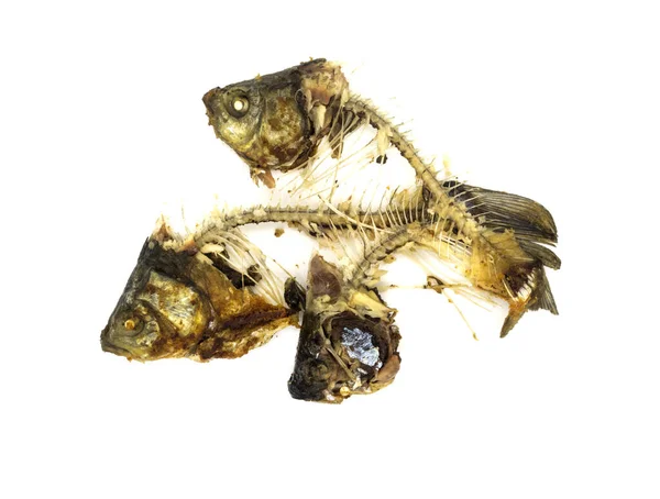 Remains Fried Fish White Background — Stock Photo, Image