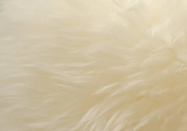 Witte Dierlijke Wol Textuur Achtergrond Beige Tint Natuurlijke Wol Close — Stockfoto