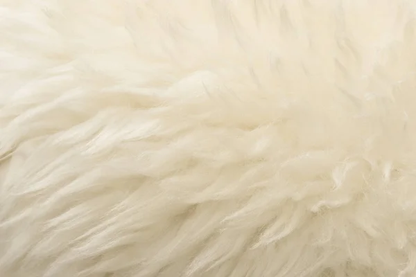 Bianco Animale Lana Texture Sfondo Lana Naturale Color Beige Struttura — Foto Stock